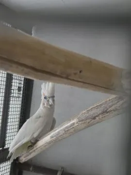 Na sprzedaż para Kakadu Mała Salomońska ( łac. Cacatua ducorpsii), , Rawicz