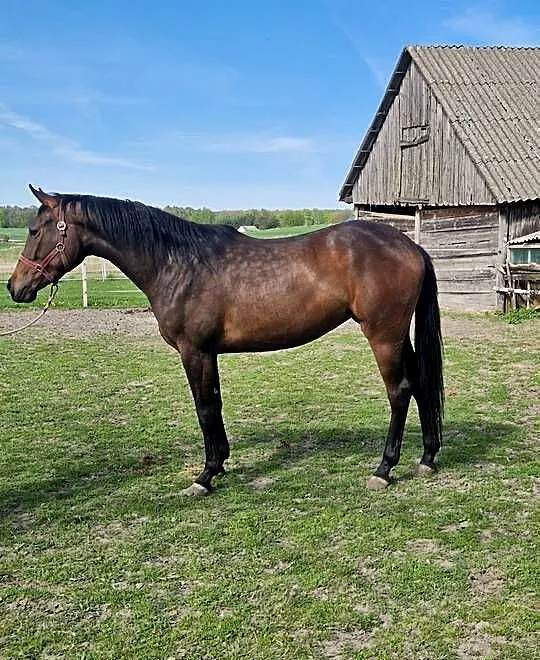 Sprzedam klacz, Lubelskie, Wierzchowiny