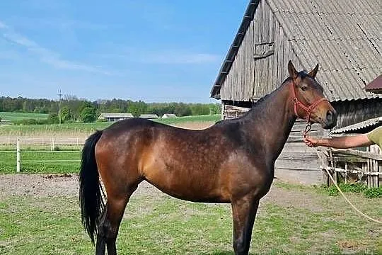 Sprzedam klacz, Lubelskie, Wierzchowiny