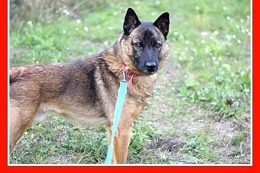 18kg,szpic mix,spokojny,łagodny,towarzyski pies OR