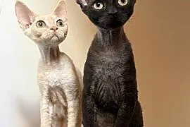 Devon Rex kocięta z rodowodem FPL