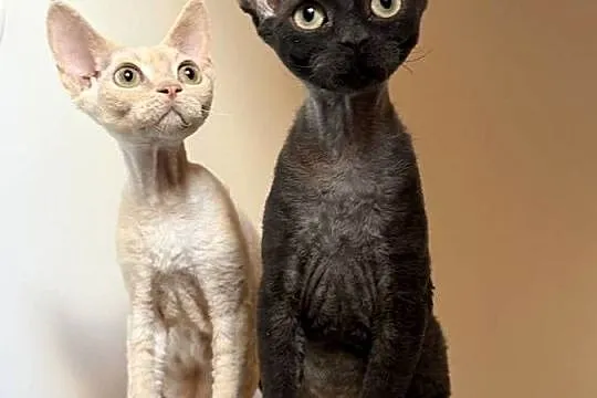 Devon Rex kocięta z rodowodem FPL, Zachodniopomorskie, Białogard