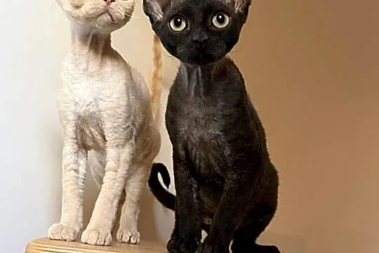 Devon Rex kocięta z rodowodem FPL, Zachodniopomorskie, Białogard