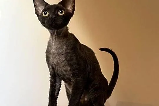 Devon Rex kocięta z rodowodem FPL, Zachodniopomorskie, Białogard