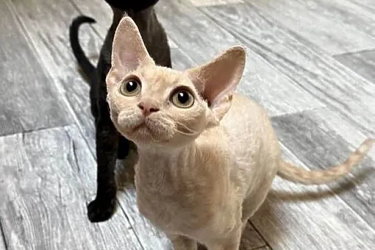 Devon Rex kocięta z rodowodem FPL, Zachodniopomorskie, Białogard