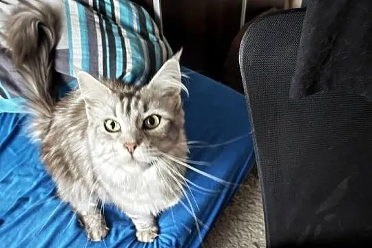 Kotka Maine Coon z rodowodem WCF/SHK + pełna wyprawka