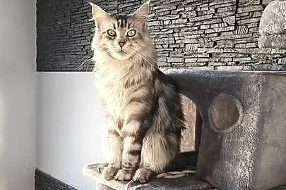 Kotka Maine Coon z rodowodem WCF/SHK + pełna wyprawka, Śląskie, Rybnik