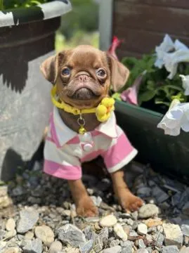 Chocolate Petit Brabancon (Smooth Brussel Griffon), Mazowieckie, Warszawa