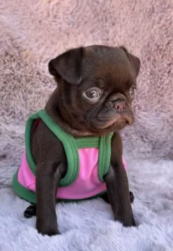 Chocolate Petit Brabancon (Smooth Brussel Griffon), Mazowieckie, Warszawa