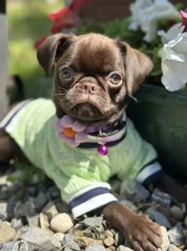 Chocolate Petit Brabancon (Smooth Brussel Griffon), Mazowieckie, Warszawa