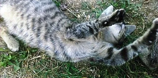 Dwa 4 miesięczne pręgowane buraski pilnie szukają