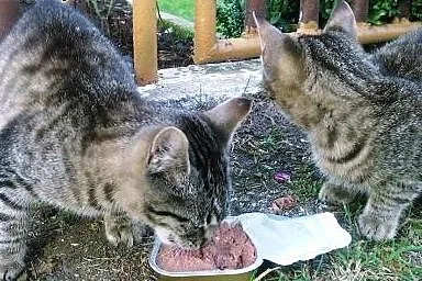 Dwa 4 miesięczne pręgowane buraski pilnie szukają 
