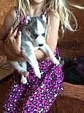 Siberian husky za darmo
