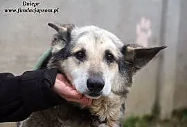 Dniepr - starszy, przyjacielski pies, Nowy Dwór Mazowiecki