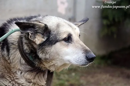 Dniepr - starszy, przyjacielski pies, Nowy Dwór Mazowiecki
