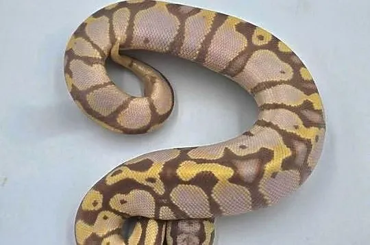 Pyton Królewski samica Pastel Banana Woma