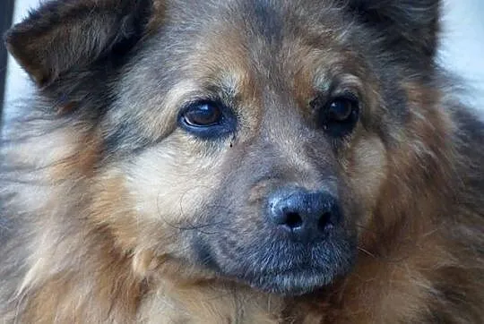 Kudłaty Pufik, grzeczny psiak szuka dobrego domu!