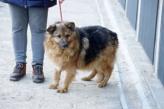Kudłaty Pufik, grzeczny psiak szuka dobrego domu!