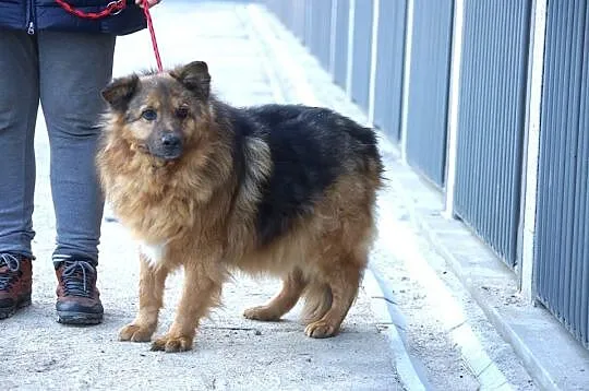 Kudłaty Pufik, grzeczny psiak szuka dobrego domu!