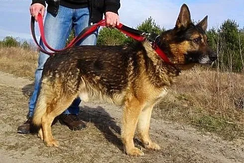 Tedi – piękny,  dostojny   owczarek .,  mazowieckie Radom