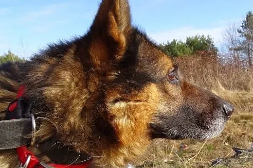 Tedi – piękny,  dostojny   owczarek .,  