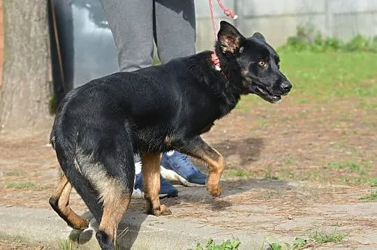 Młody fajny psiak szuka kochającego i odpowiedzialnego domku, Mazowieckie, Warszawa