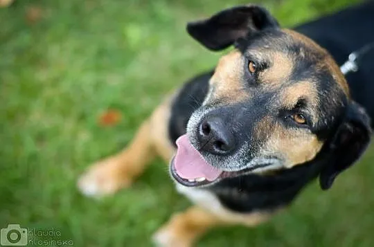 Pogodny, niewielki Felix, psi ideał, posłuszny psiak do adopcji!