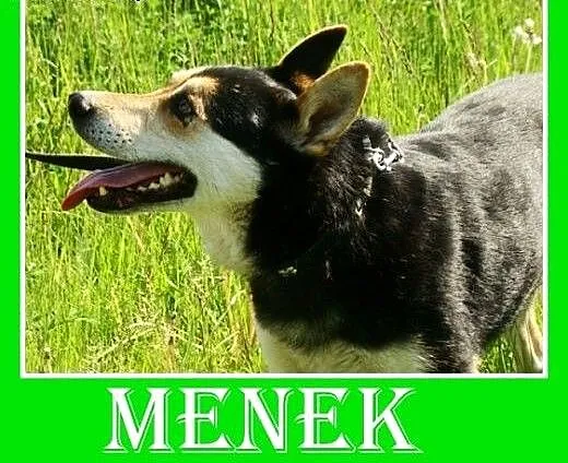 Owczarek niem. mix,spokojny,łagodny,grzeczny pies