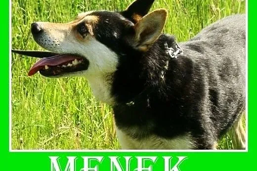 Owczarek niem. mix,spokojny,łagodny,grzeczny pies 
