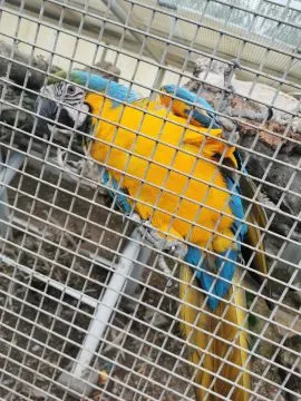 Polecam Ara Arauna Ararauna Samiec 2024r DNA Bez ubytków, , Poznań 