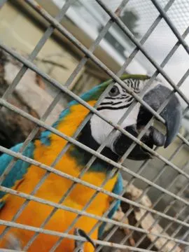 Polecam Ara Arauna Ararauna Samiec 2024r DNA Bez ubytków, , Poznań 