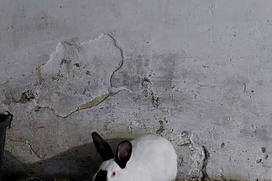 Samica Kalifnijski Czarny, Podkarpackie, Obarzym