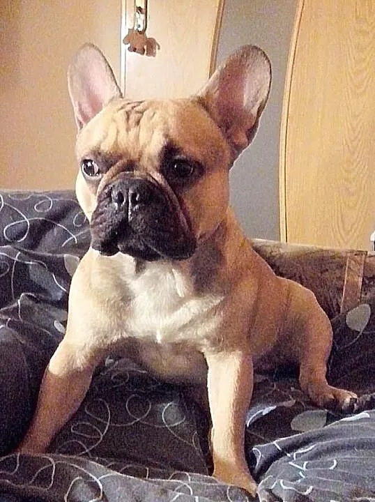 Oferuje krycie Buldogiem Francuskim