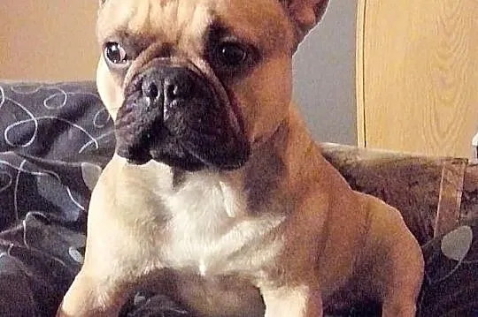 Oferuje krycie Buldogiem Francuskim