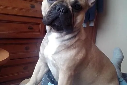Oferuje krycie Buldogiem Francuskim