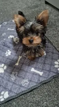 Zarejestrowane miniaturowe szczenięta Yorkshire do adopcji, Pomorskie, Gdańsk