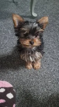 Zarejestrowane miniaturowe szczenięta Yorkshire do adopcji
