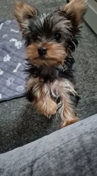 Zarejestrowane miniaturowe szczenięta Yorkshire do adopcji, Pomorskie, Gdańsk