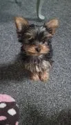Zarejestrowane miniaturowe szczenięta Yorkshire do adopcji