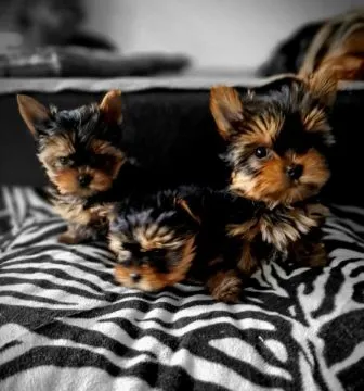 Zarejestrowane miniaturowe szczenięta Yorkshire do adopcji, Pomorskie, Gdańsk
