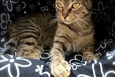 Uroczy FuKi
