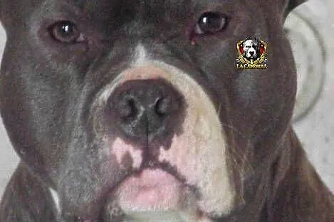 American Staffordshire Terrier Blue Samiec