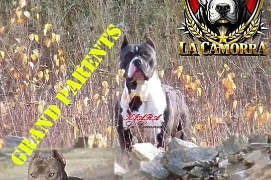 American Staffordshire Terrier Blue Samiec, Opolskie, Paczków
