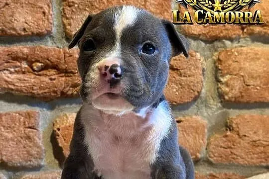 American Staffordshire Terrier Blue Samiec, Opolskie, Paczków