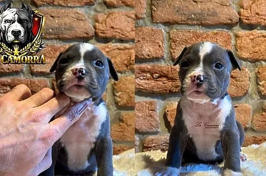 American Staffordshire Terrier Blue Samiec, Opolskie, Paczków