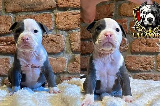 American Staffordshire Terrier Blue Samiec, Opolskie, Paczków