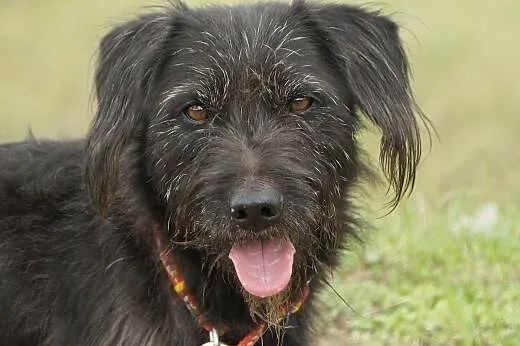 Lolek :) pies, adopcja, lubuskie Gorzów Wielkopolski