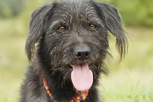 Lolek :) pies, adopcja,  lubuskie Gorzów Wielkopol
