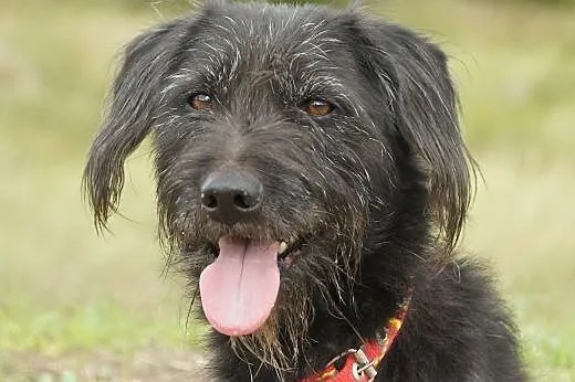 Lolek :) pies, adopcja,  lubuskie Gorzów Wielkopol