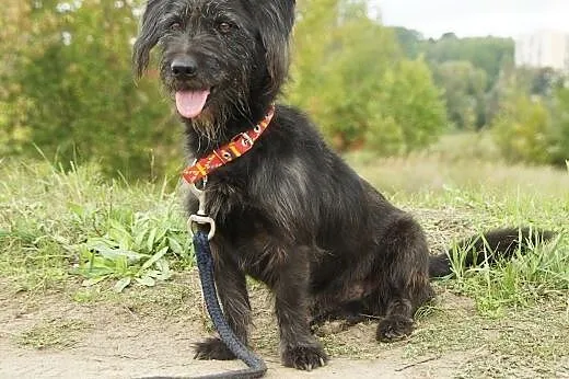 Lolek :) pies, adopcja,  lubuskie Gorzów Wielkopol